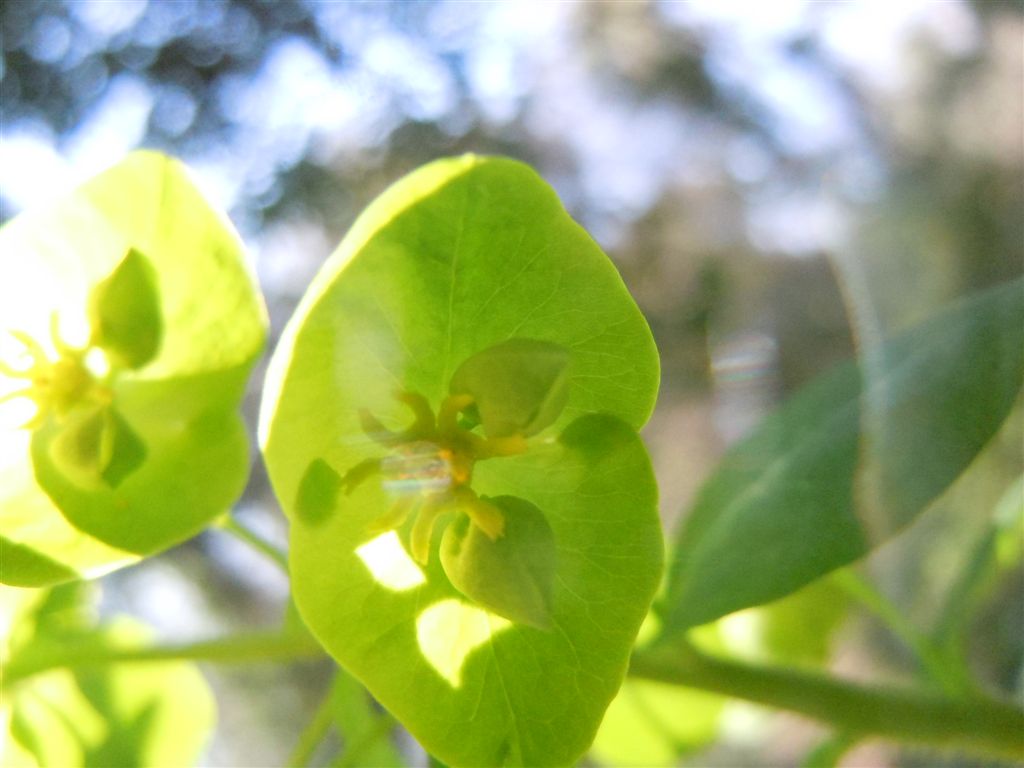 Euphorbia amygdaloides L.